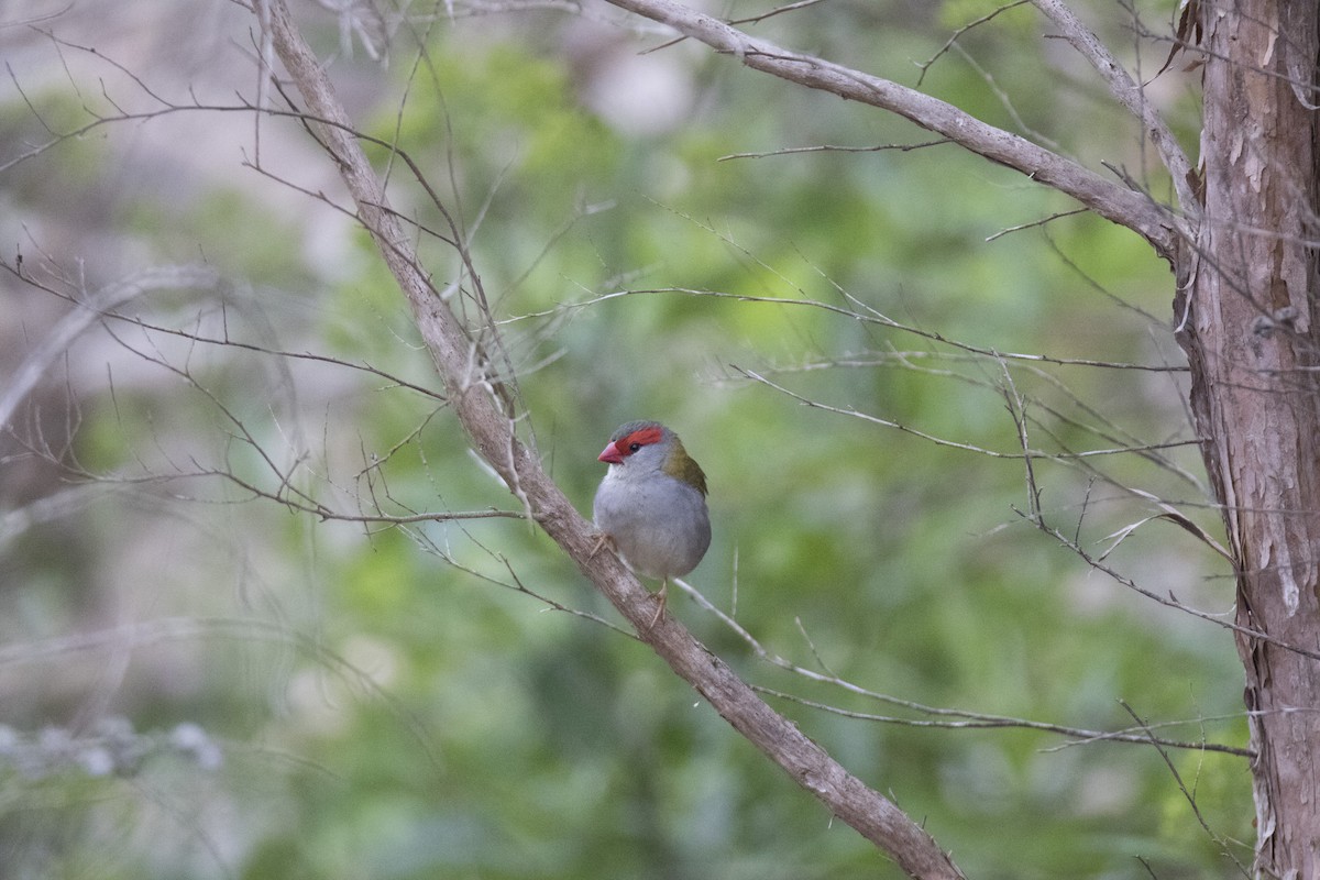Red-browed Firetail - ML404352781