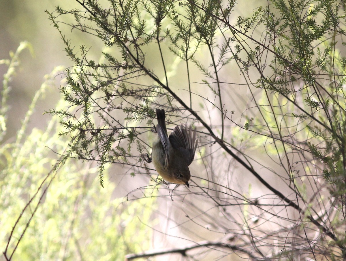 Yellow Thornbill - ML404354181