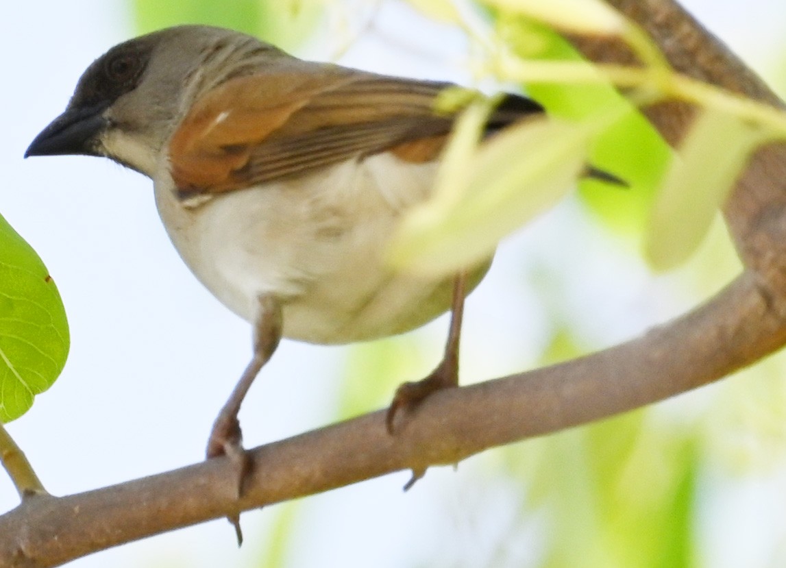 Northern Gray-headed Sparrow - ML404355391