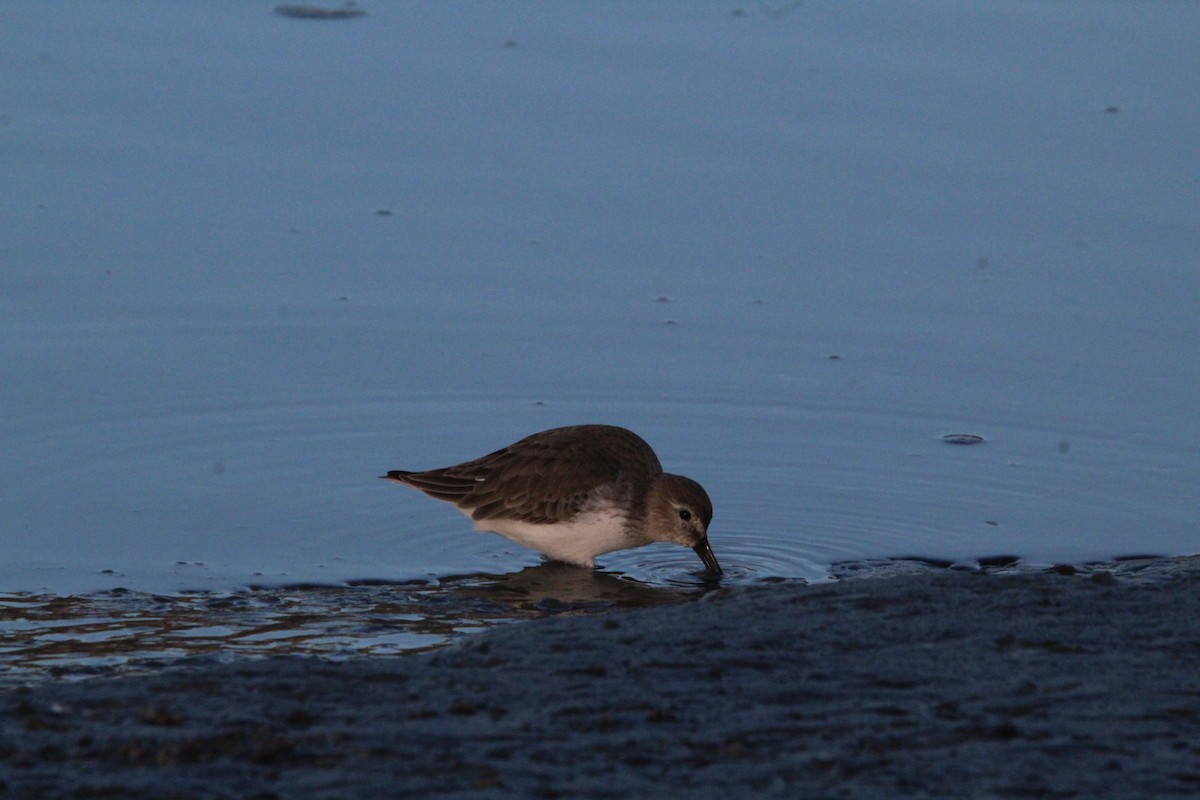 Dunlin - ML404356241