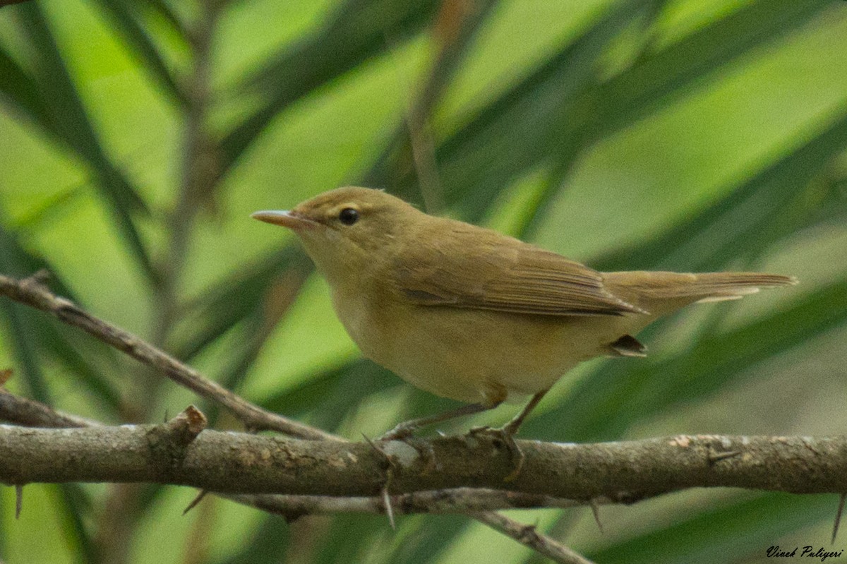 Blyth's Reed Warbler - Anonymous