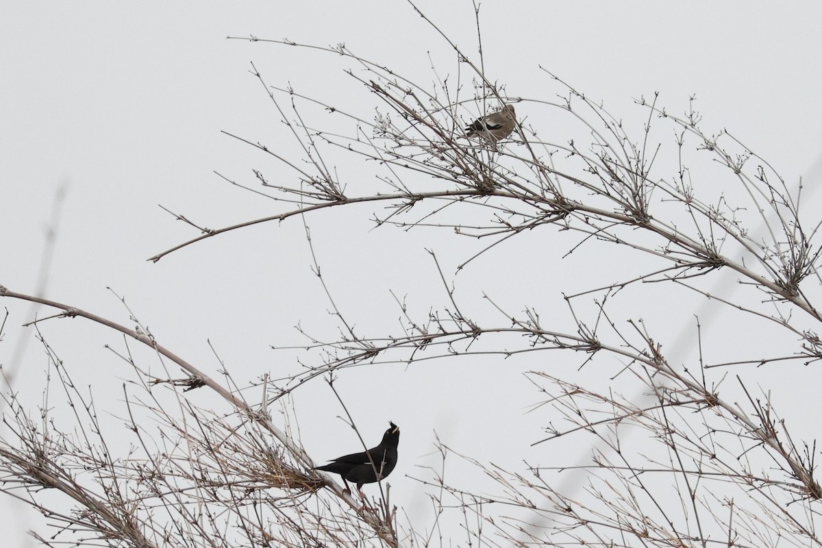 White-shouldered Starling - ML404357281