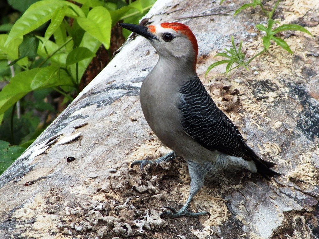 Carpintero Frentidorado (grupo santacruzi) - ML40436001