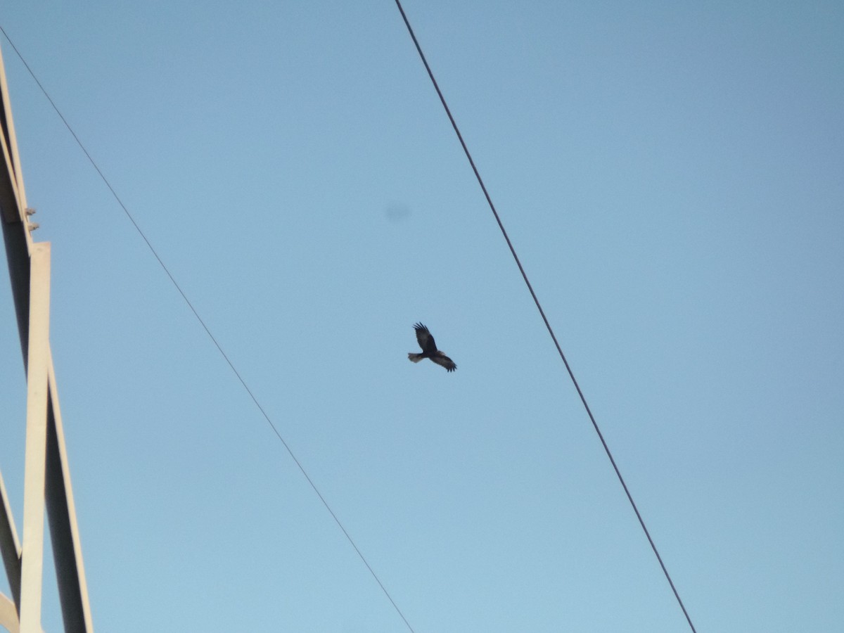 Western Marsh Harrier - ML404360111