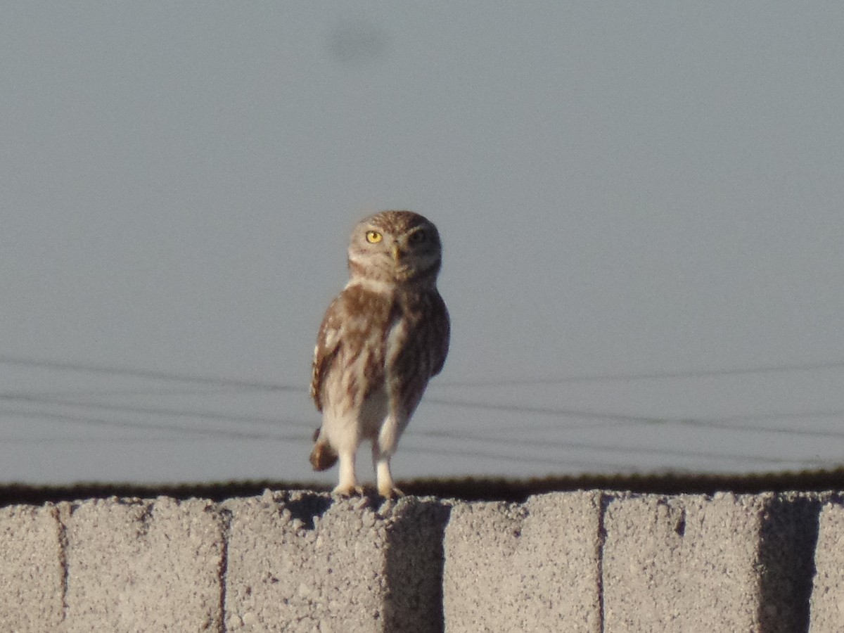 Little Owl - ahmad mohammadi ravesh