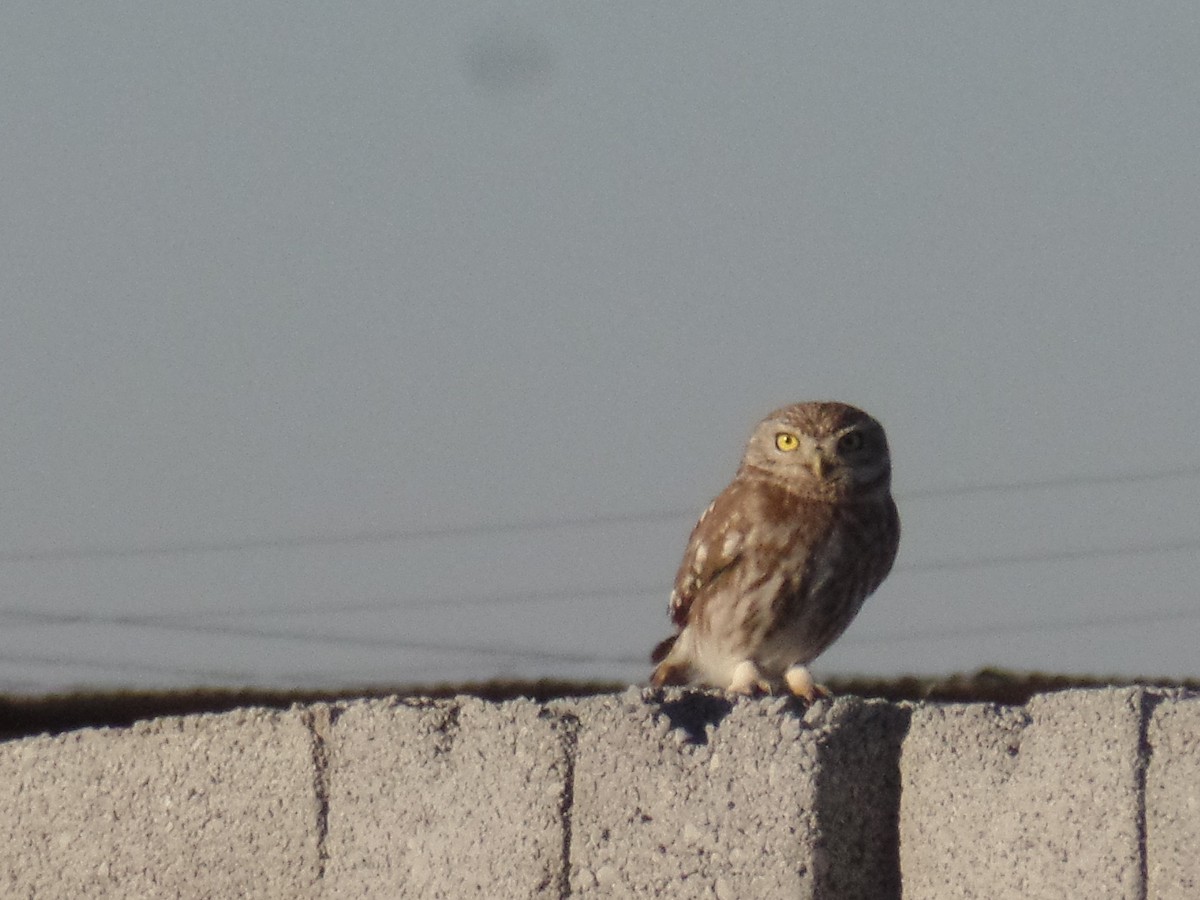 Little Owl - ML404360211