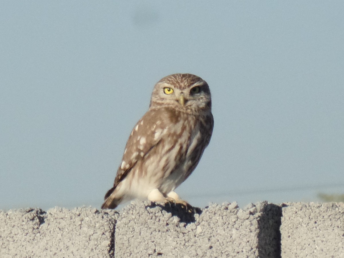 Little Owl - ML404360221