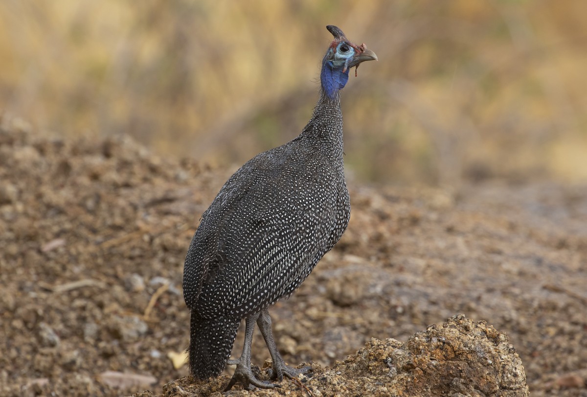 Helmeted Guineafowl (Tufted) - Michael Todd