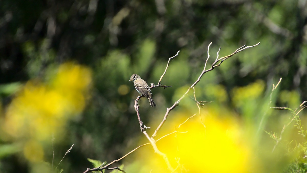 Willow Flycatcher - ML404363881