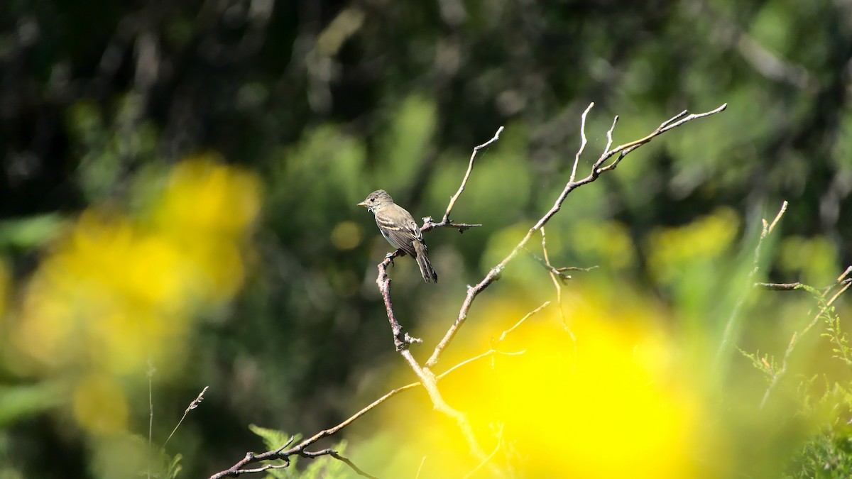 Willow Flycatcher - ML404363901