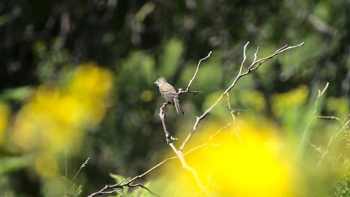 Willow Flycatcher - ML404363911