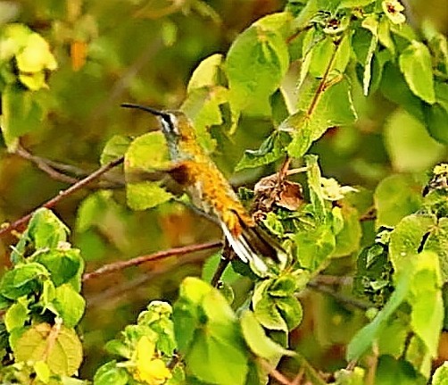kolibřík rudozobý - ML404367301