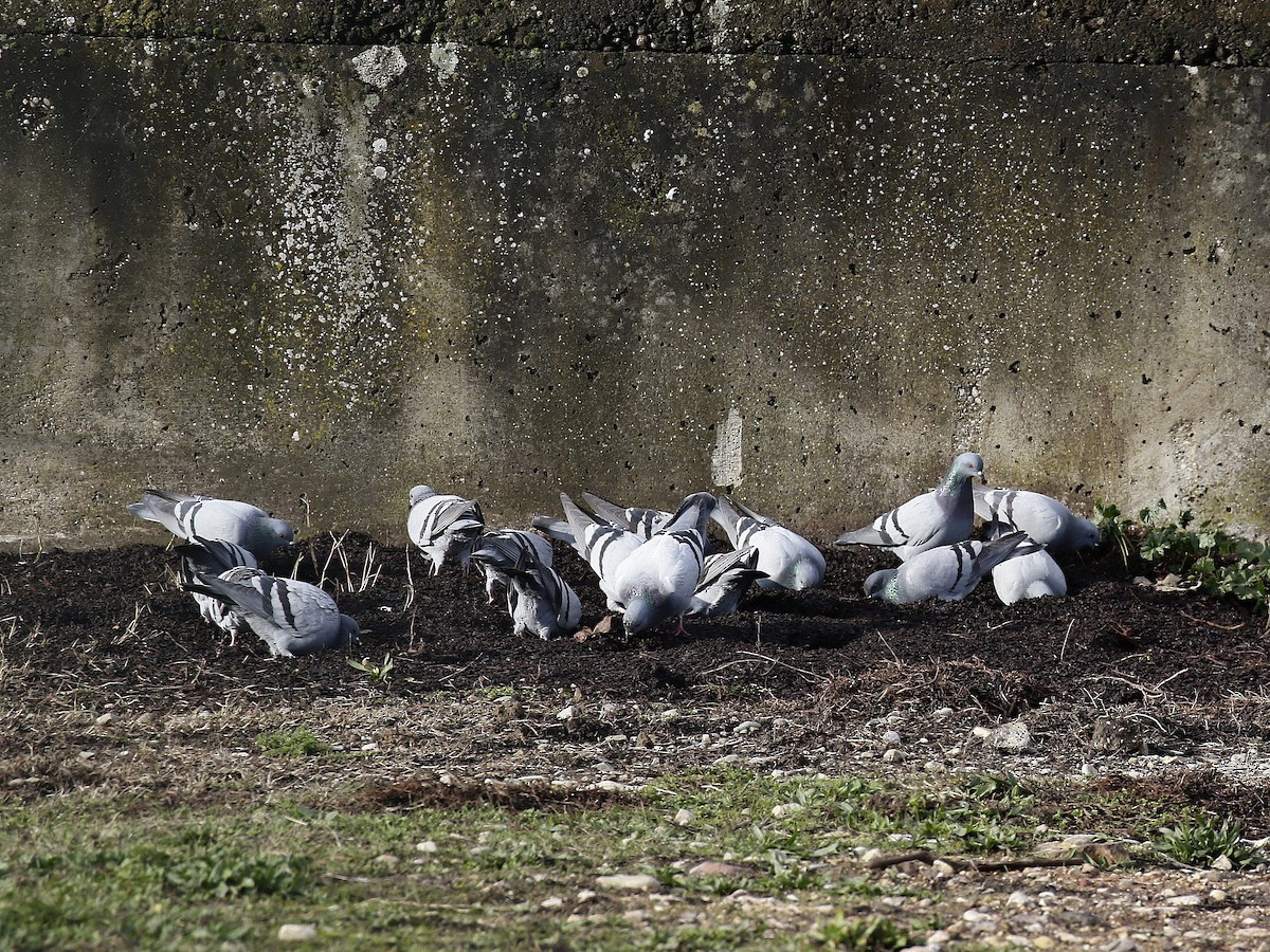 Pigeon biset (forme sauvage) - ML404367961