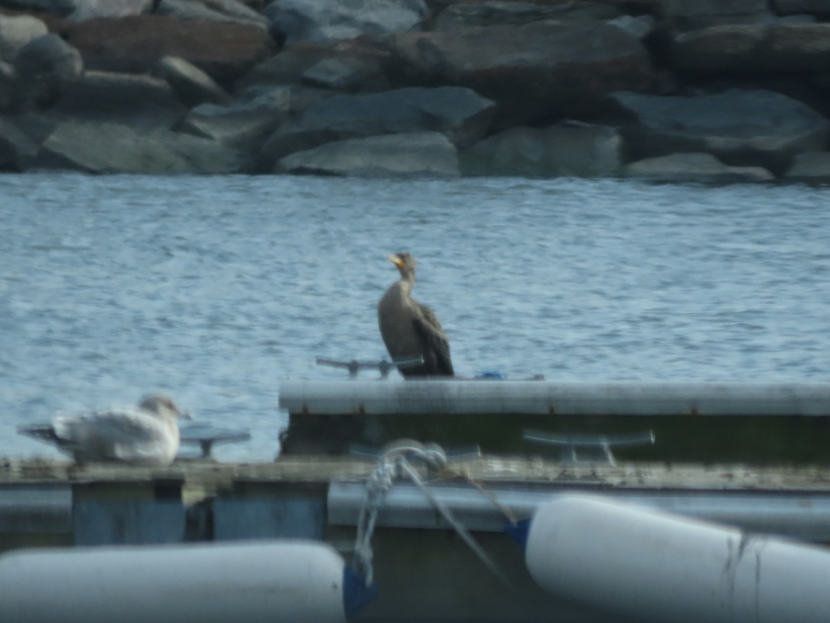 Double-crested Cormorant - ML404368201