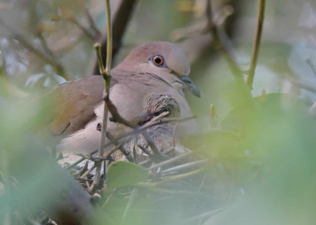 White-tipped Dove - Michiel Oversteegen