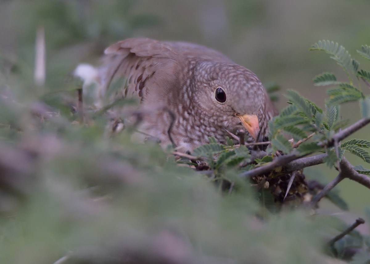 Common Ground Dove - Michiel Oversteegen