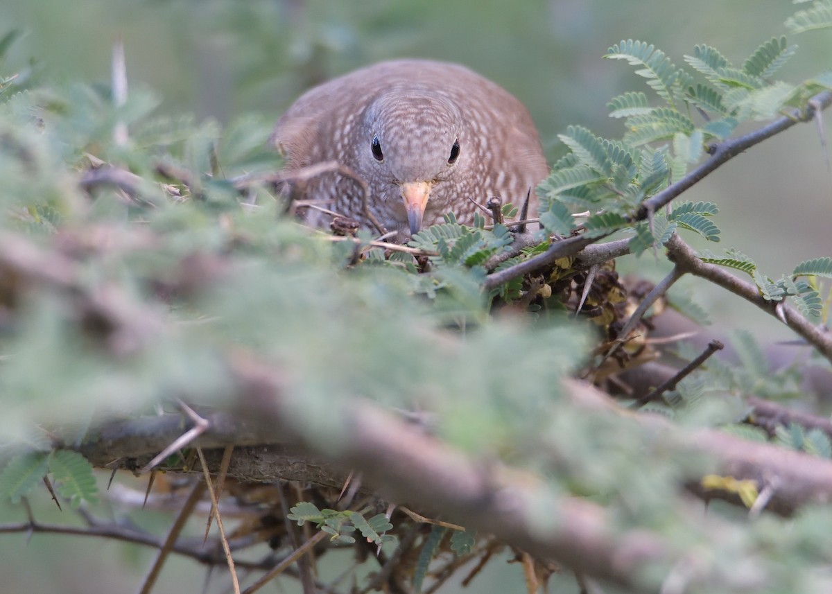 Common Ground Dove - ML404368491