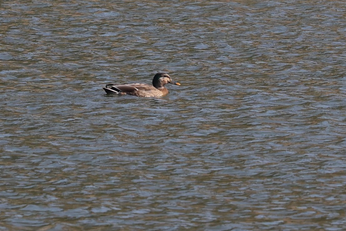 Mallard x Eastern Spot-billed Duck (hybrid) - ML404369101