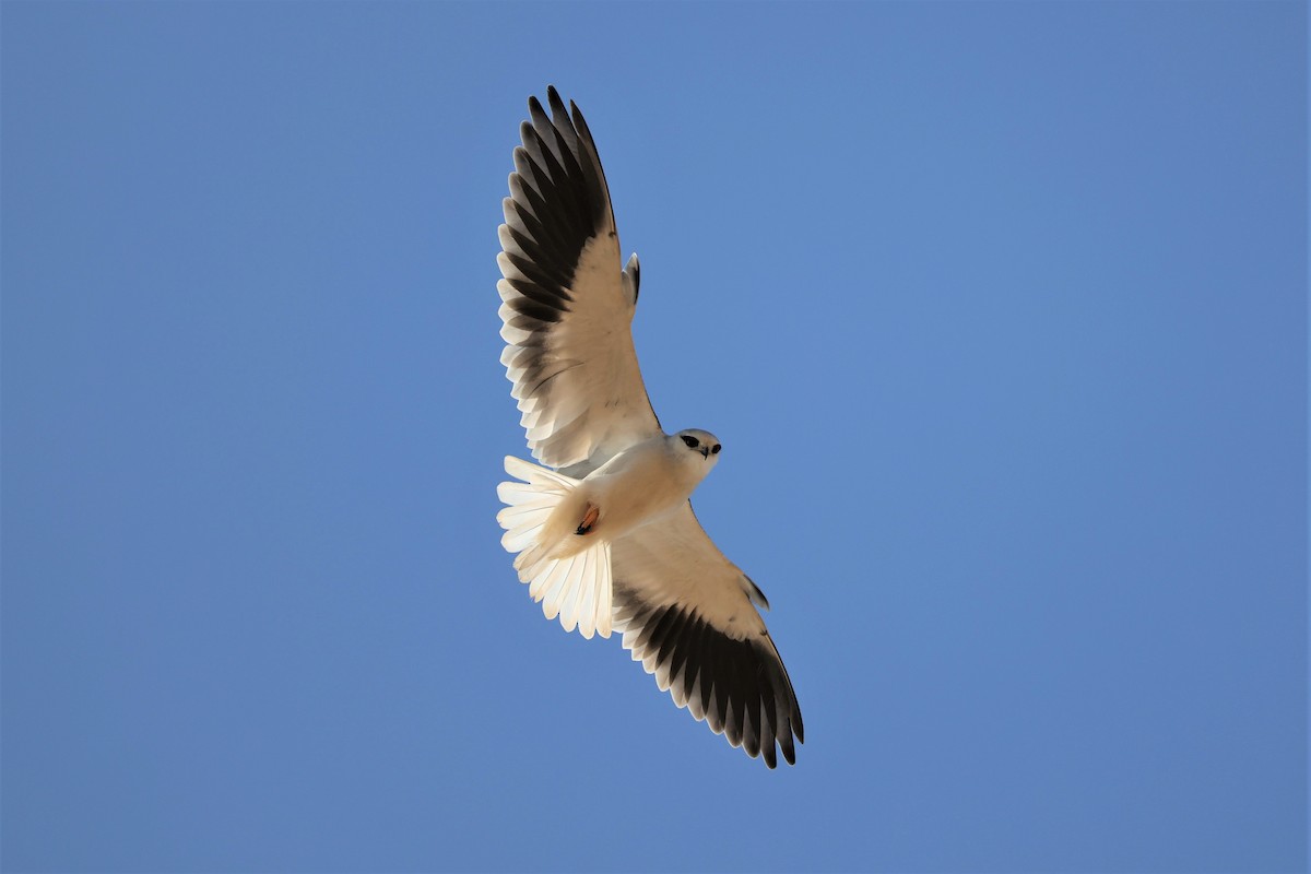 Black-winged Kite - ML404369881