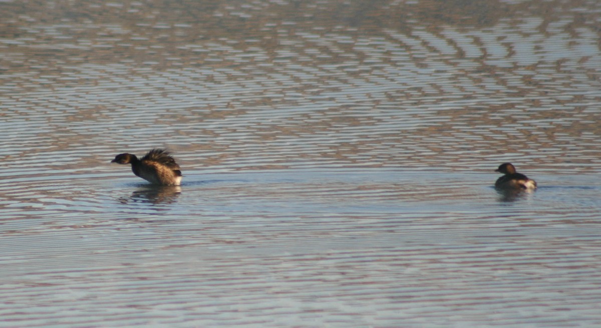 Pied-billed Grebe - ML40437021