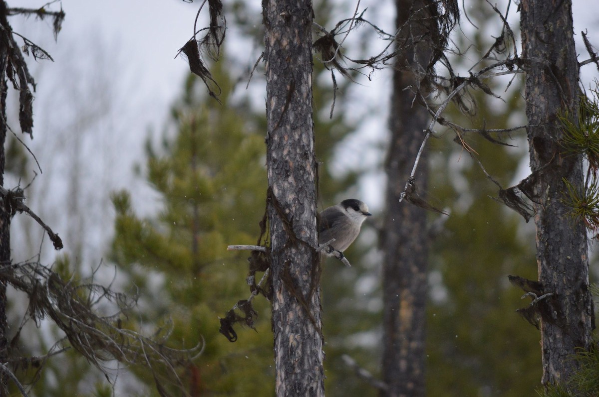 Canada Jay - ML40437071