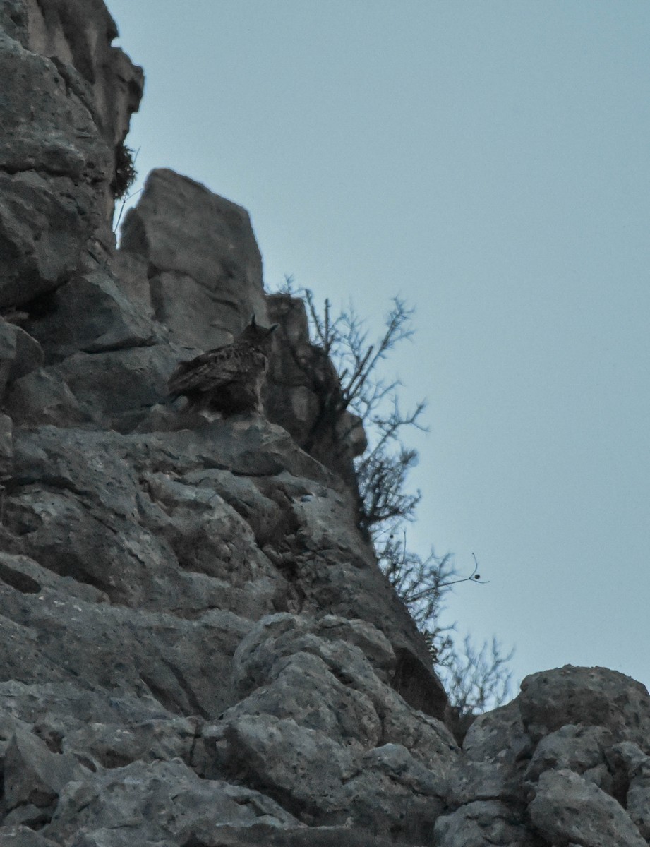 Eurasian Eagle-Owl - ML404371471