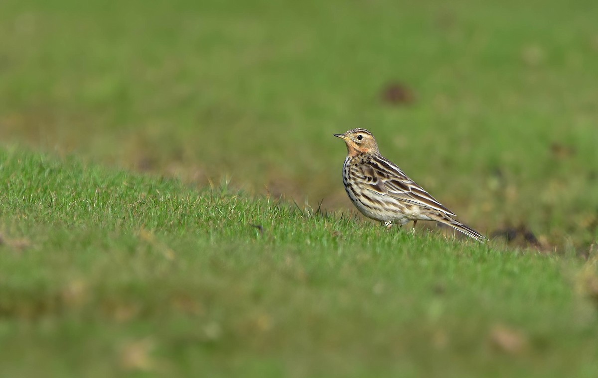 Red-throated Pipit - ML404371521