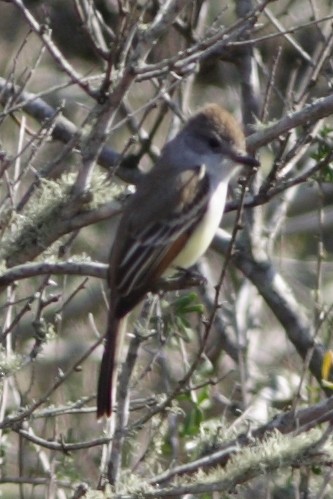 Ash-throated Flycatcher - ML40437231
