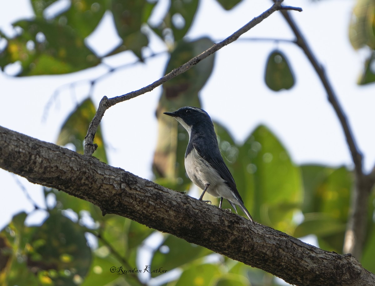 Ultramarine Flycatcher - rundan katkar