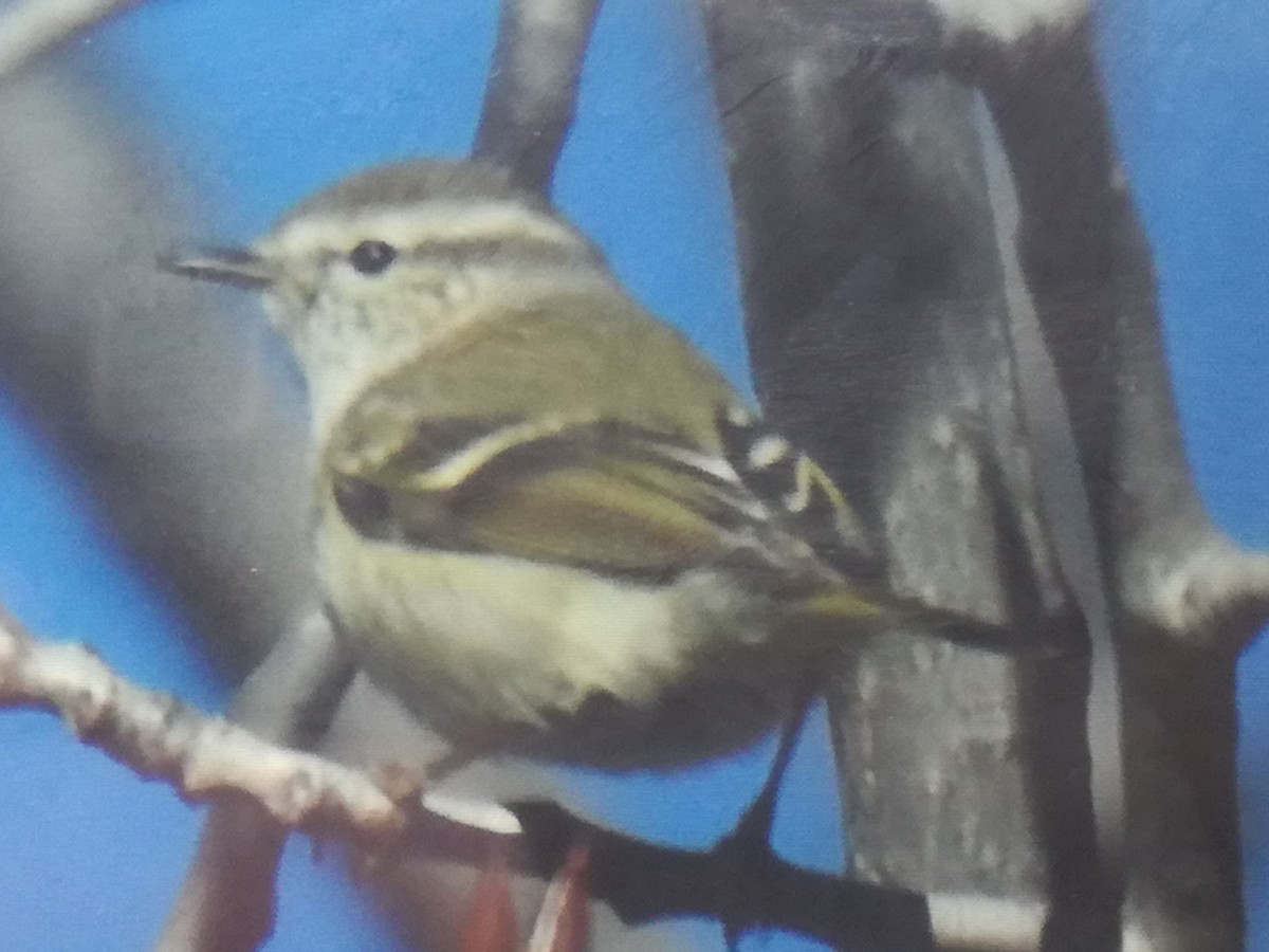 Hume's Warbler - ML404374551