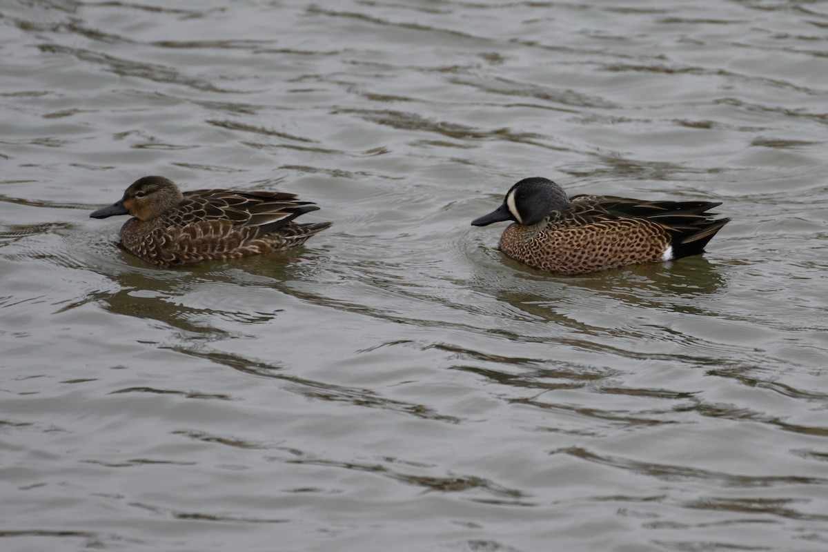 Blue-winged Teal - Stephen Davies