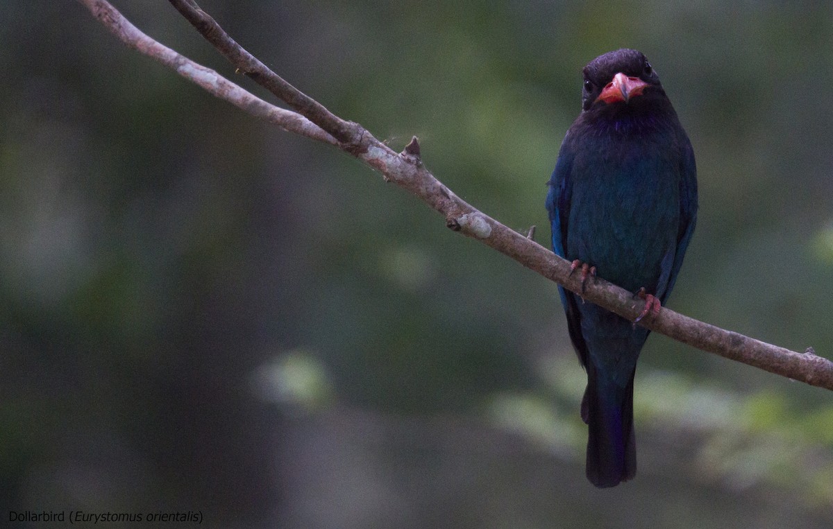 Dollarbird - ML40437601