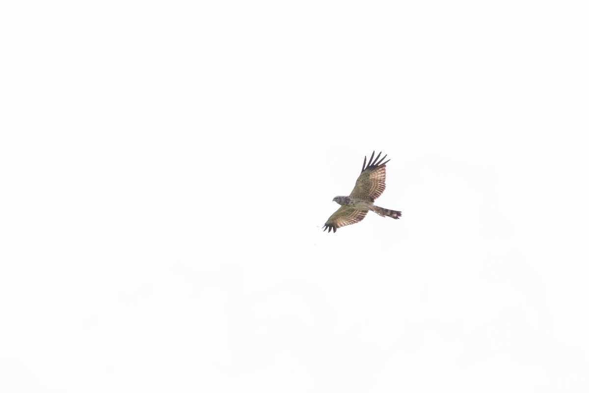 Spotted Harrier - ML404379141