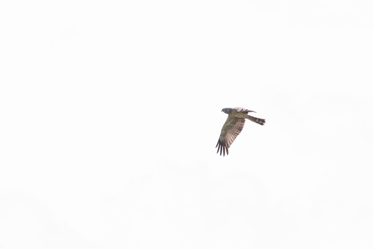 Spotted Harrier - ML404379151