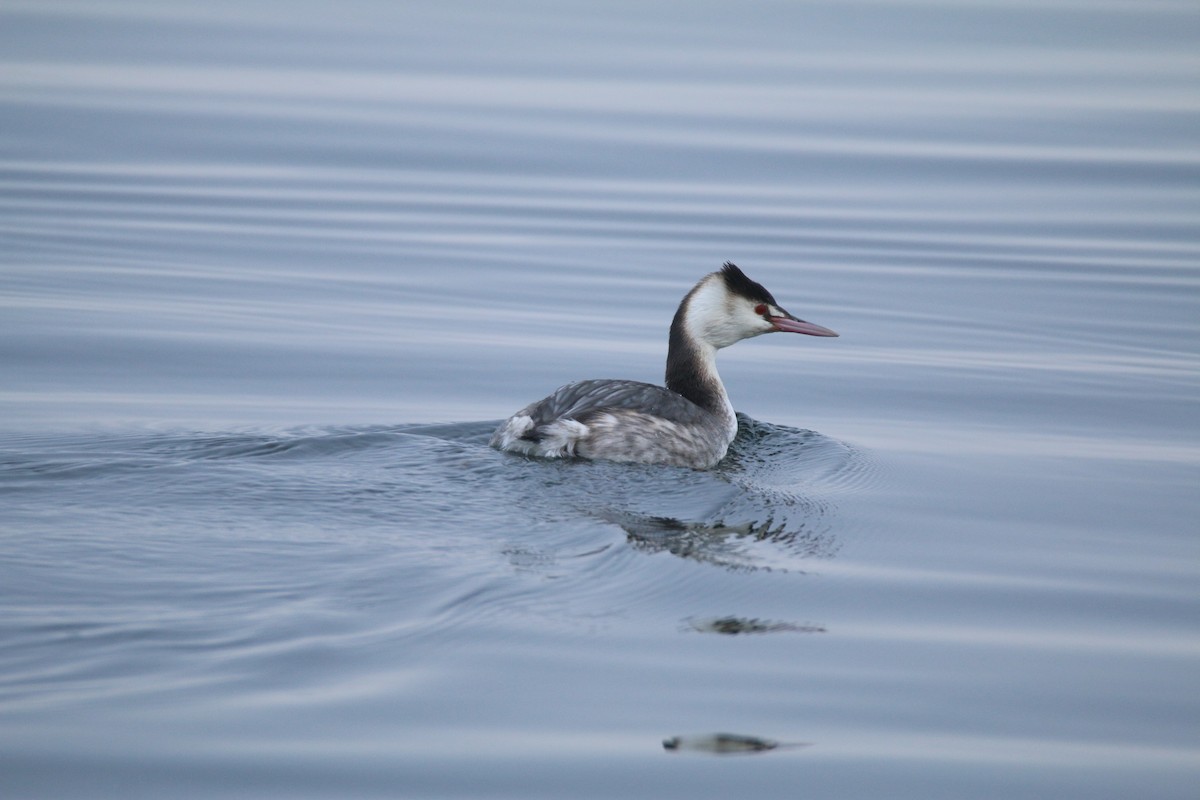 Great Crested Grebe - ML404380881