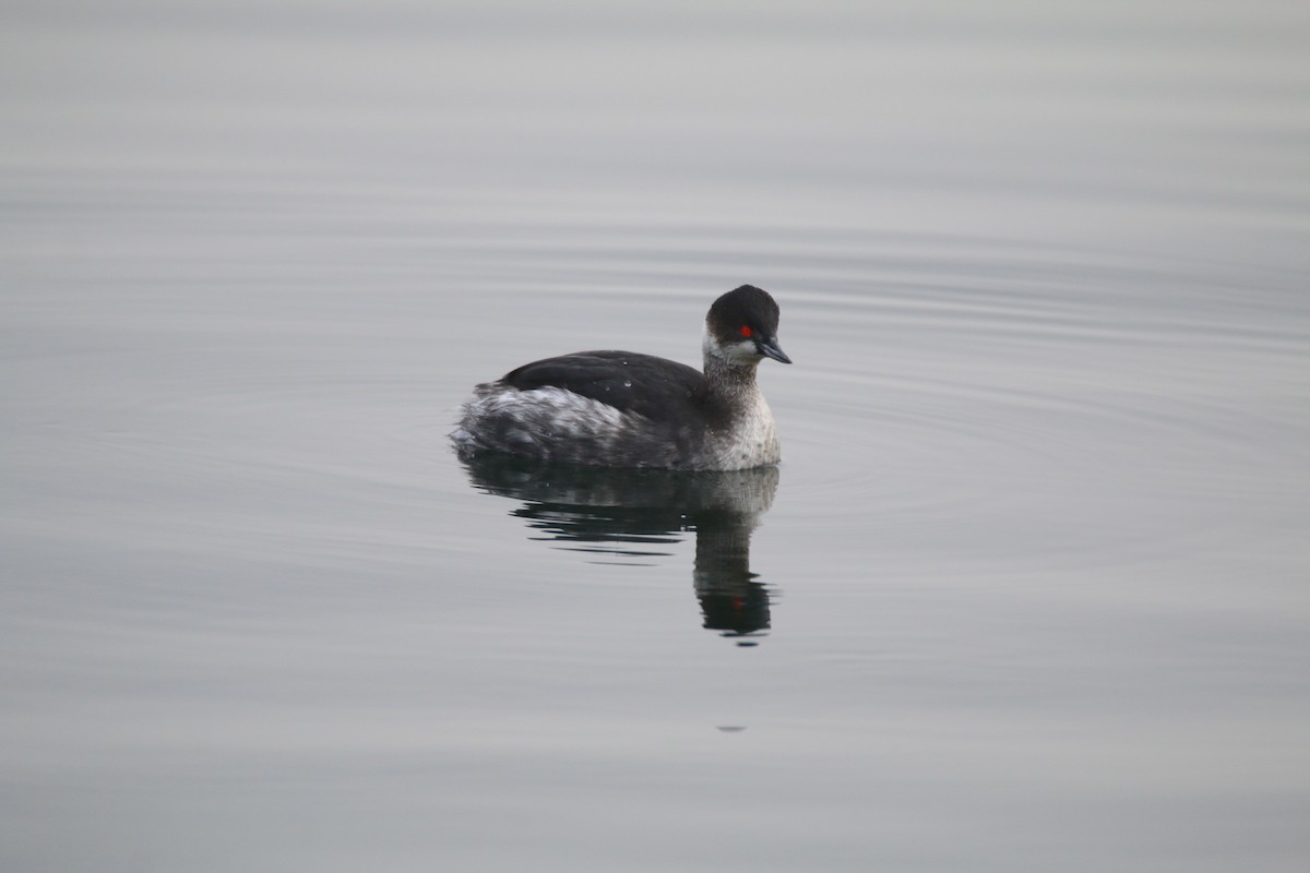 Eared Grebe - ML404380891