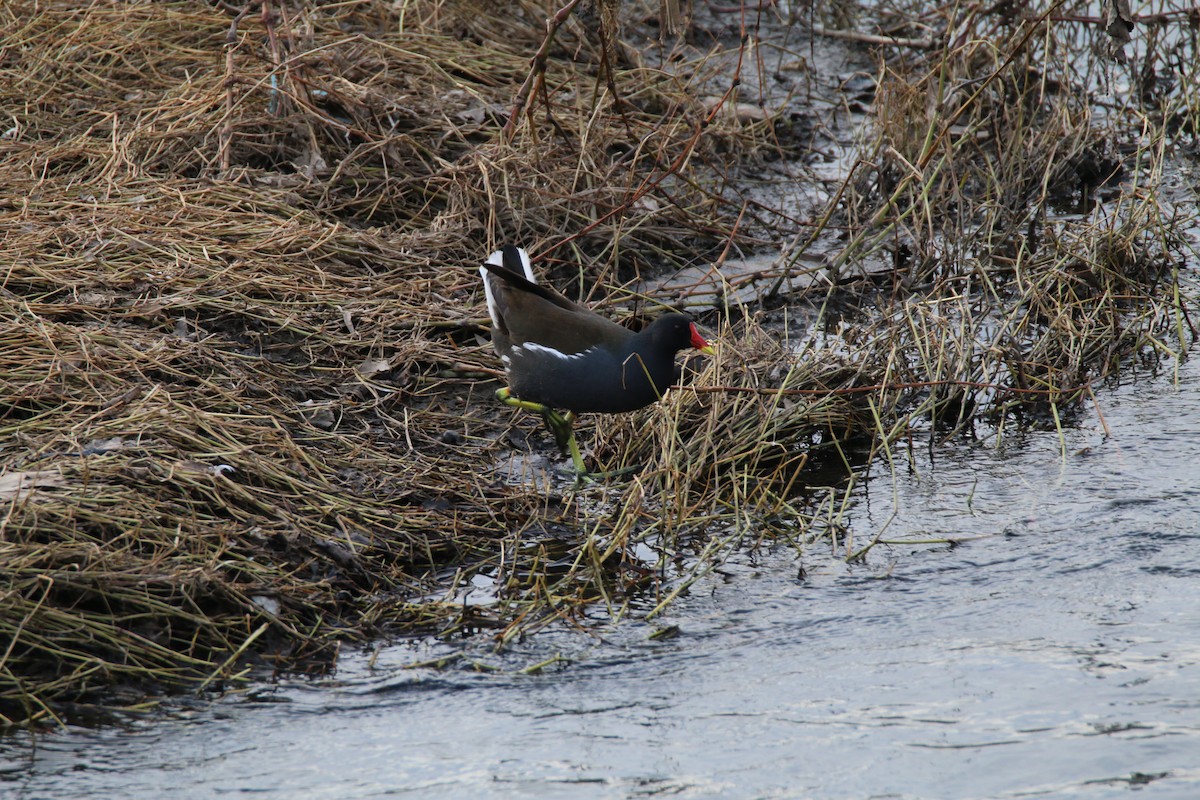 Eurasian Moorhen - ML404380931