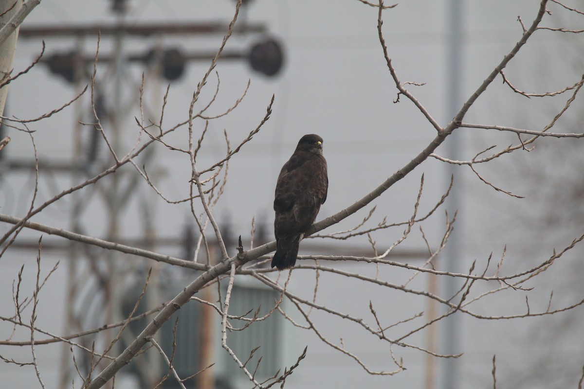 Common Buzzard - ML404380961