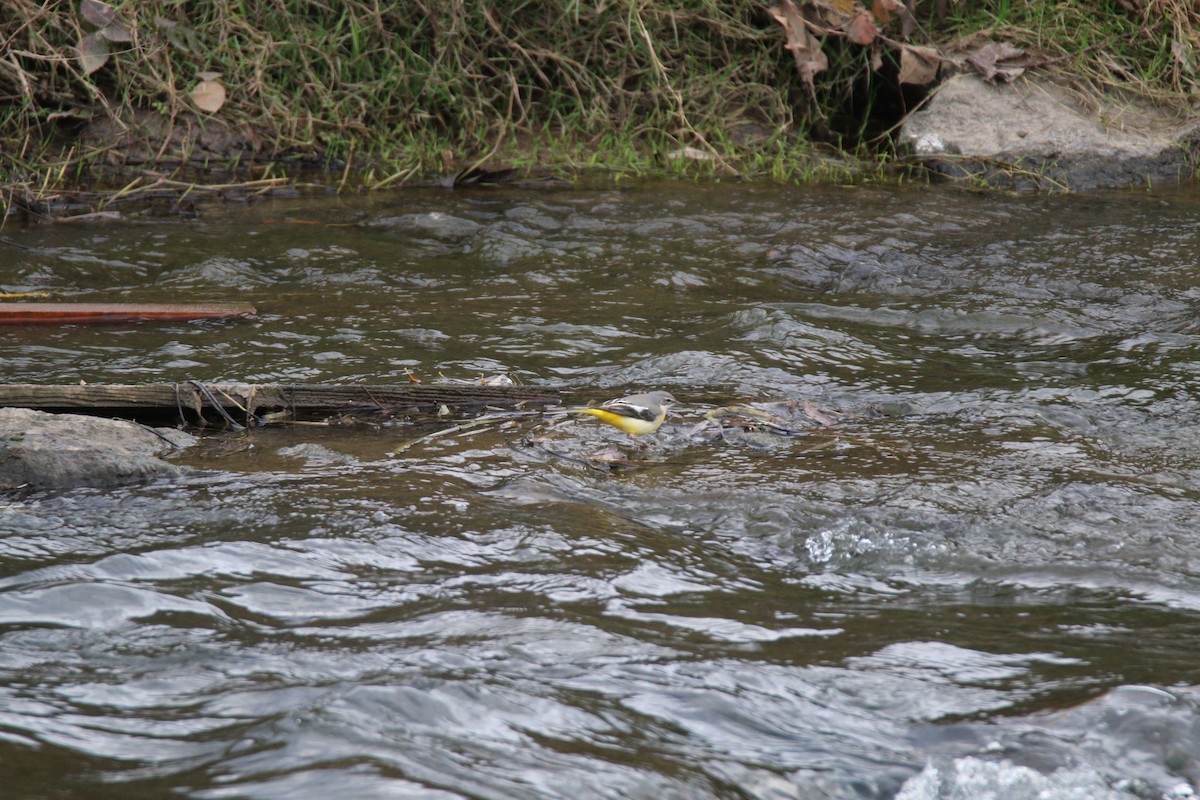 Gray Wagtail - ML404380971