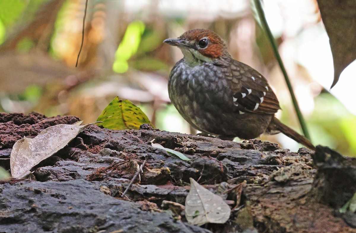 Cordillera Ground-Warbler - Robert Hutchinson