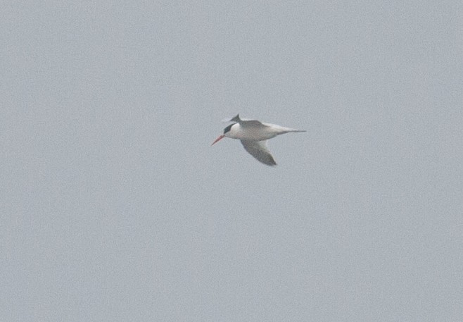 Elegant Tern - Marshall Iliff