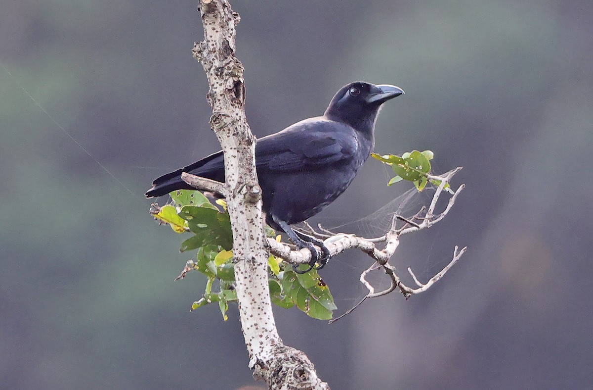 Slender-billed Crow (Sierra Madre) - ML404385421