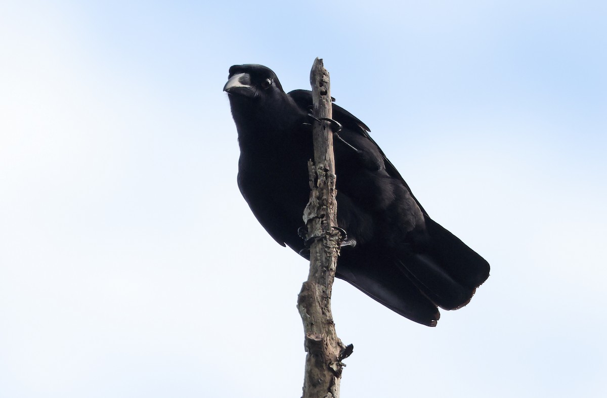 Slender-billed Crow (Sierra Madre) - ML404385451