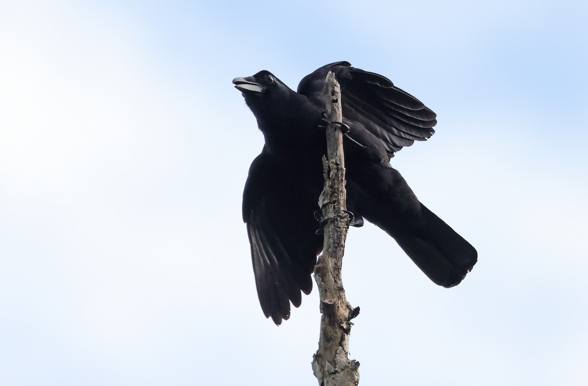 Slender-billed Crow (Sierra Madre) - ML404385461