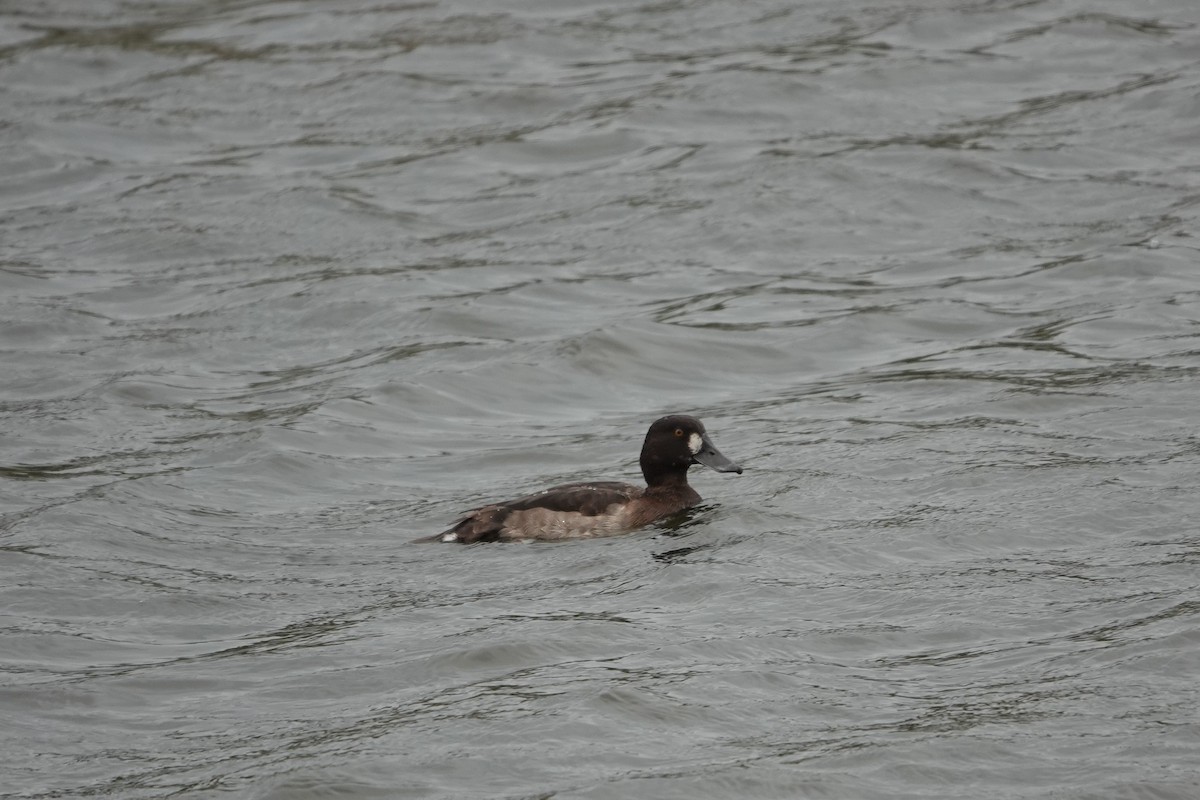 Tufted Duck - ML404387501