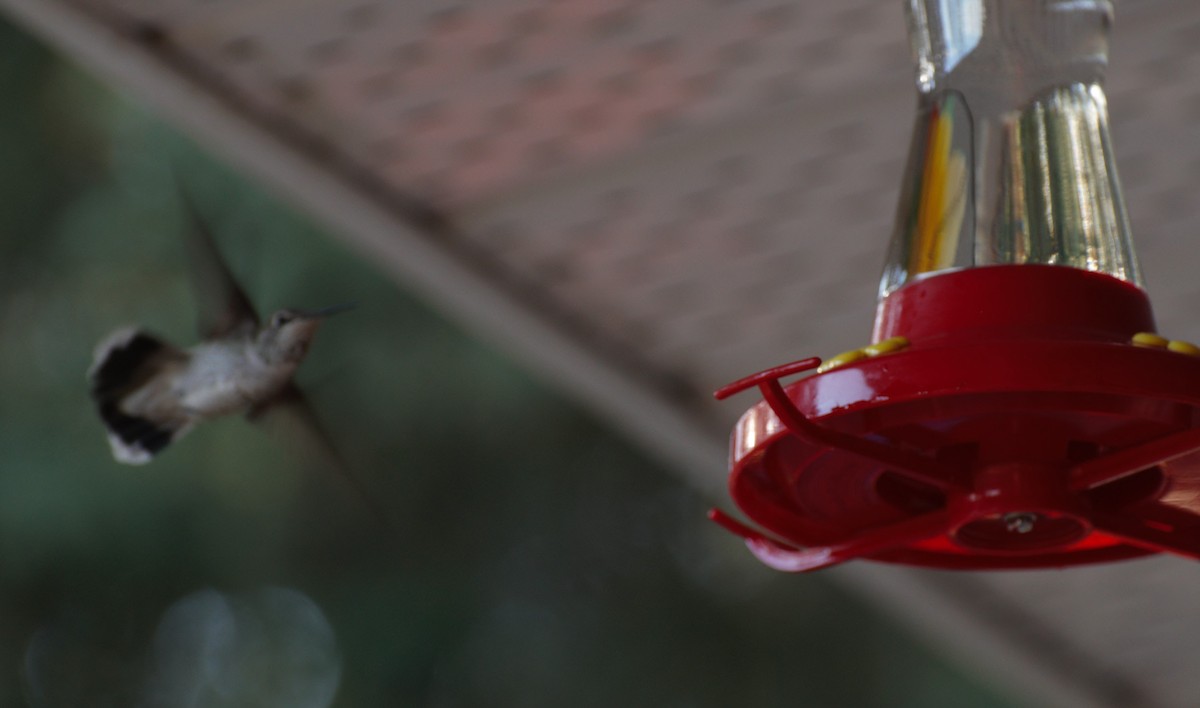 Anna's Hummingbird - Beth MacCallum