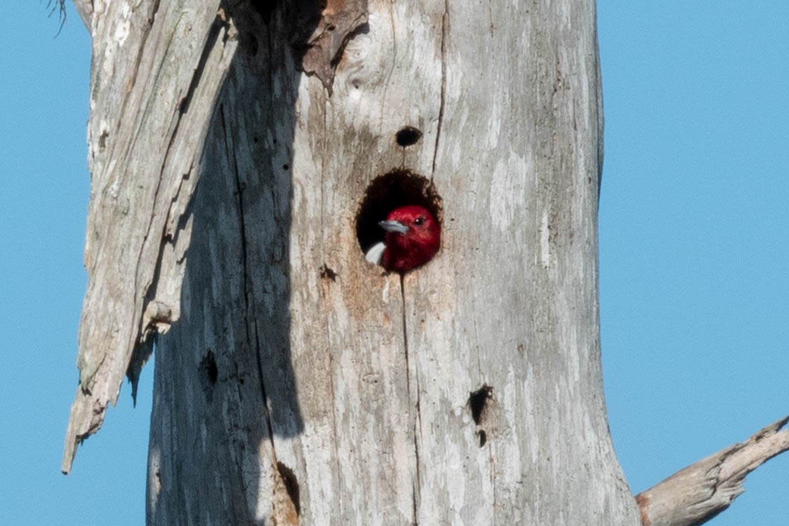 Red-headed Woodpecker - ML404390891