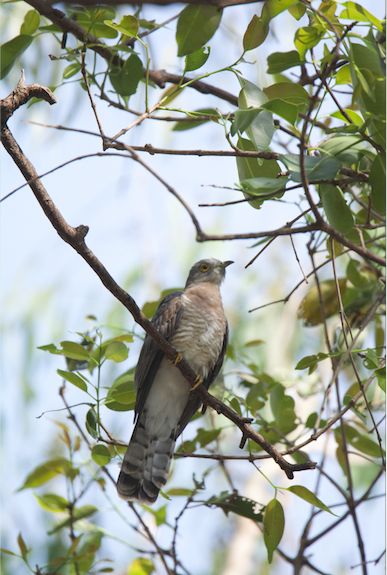 Common Hawk-Cuckoo - Ashis Kumar  Pradhan