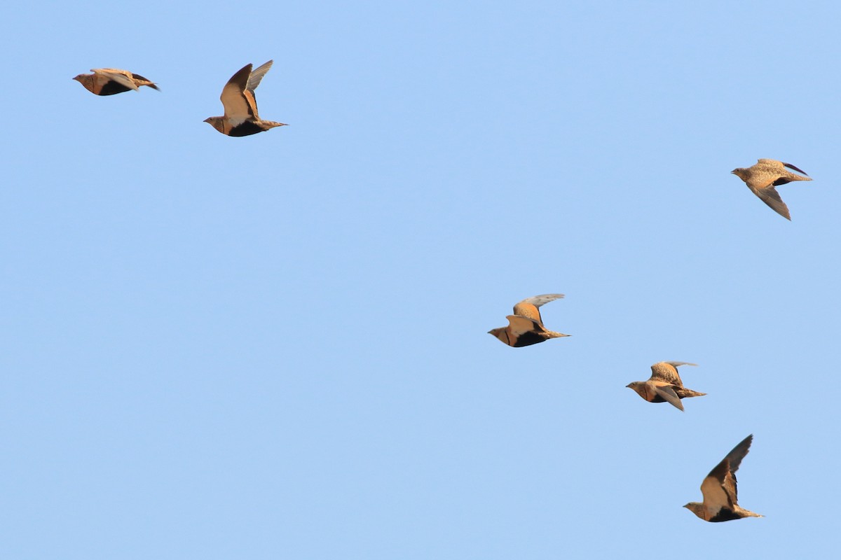 Black-bellied Sandgrouse - ML404395661