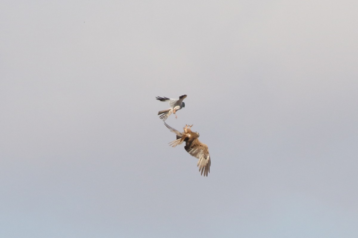 Montagu's Harrier - ML404395731